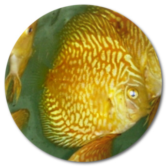 Yellow Mosaic Dragon Discus Fish - 3 inch
